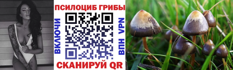 Галлюциногенные грибы Psilocybe  Новосокольники 